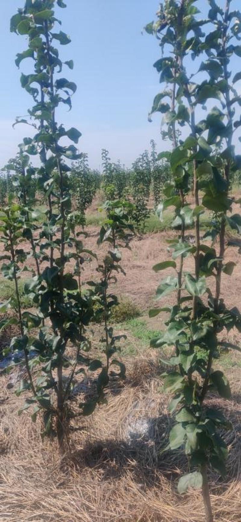 秋月梨树大量供应3~5~8公分质优价廉保证品种