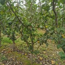 秋月梨树大量供应3~5~8公分质优价廉保证品种