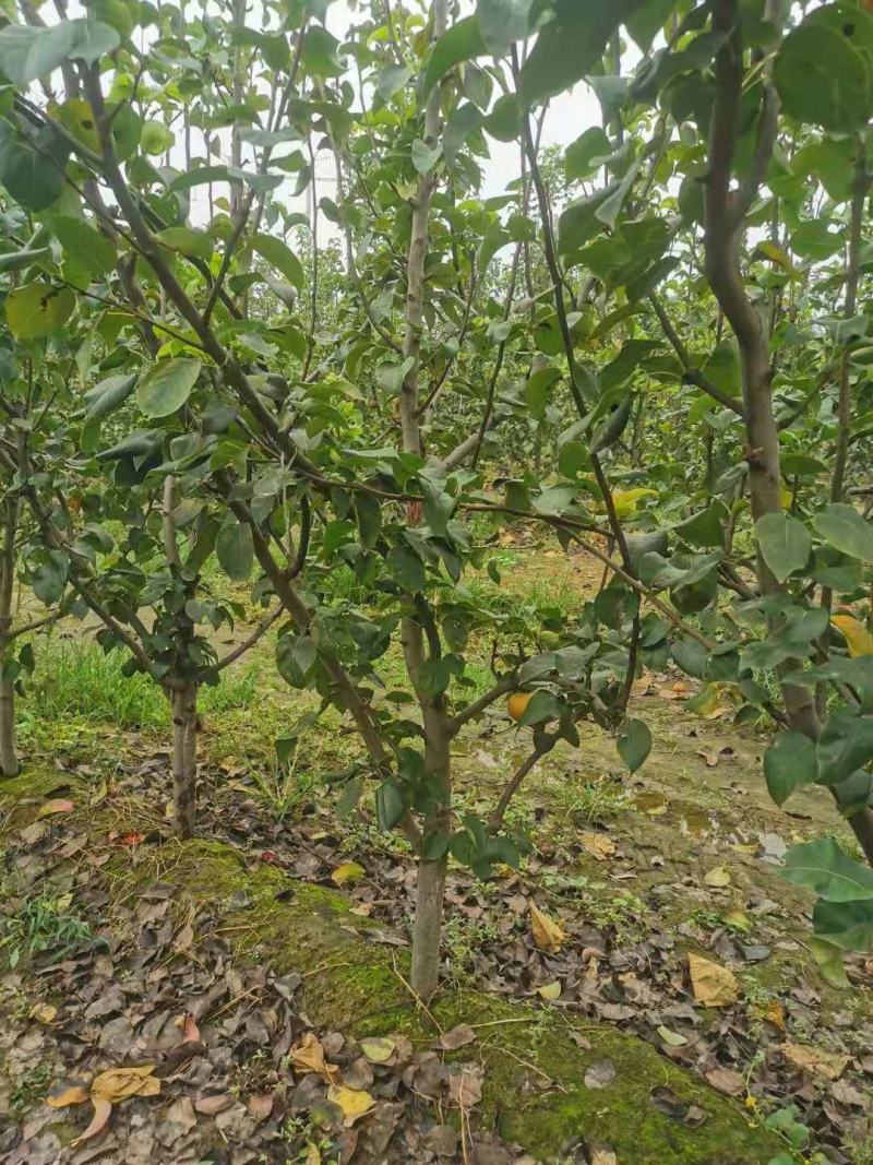 秋月梨树大量供应3~5~8公分质优价廉保证品种