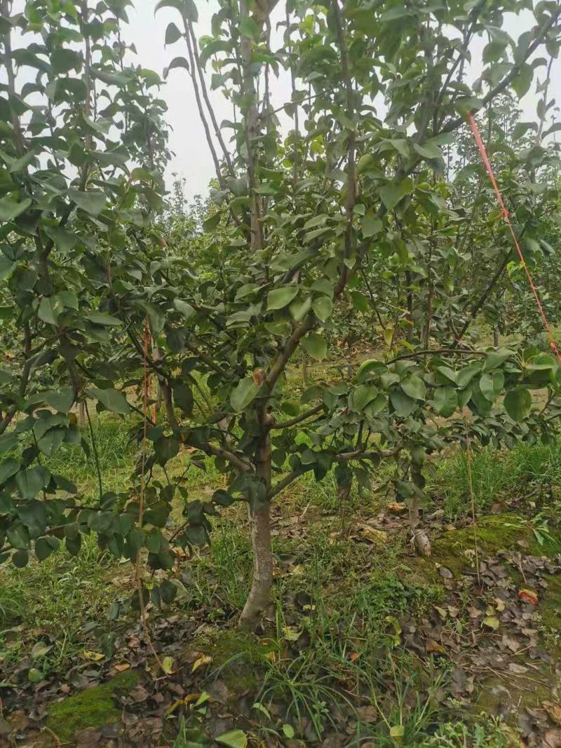 秋月梨树大量供应3~5~8公分质优价廉保证品种