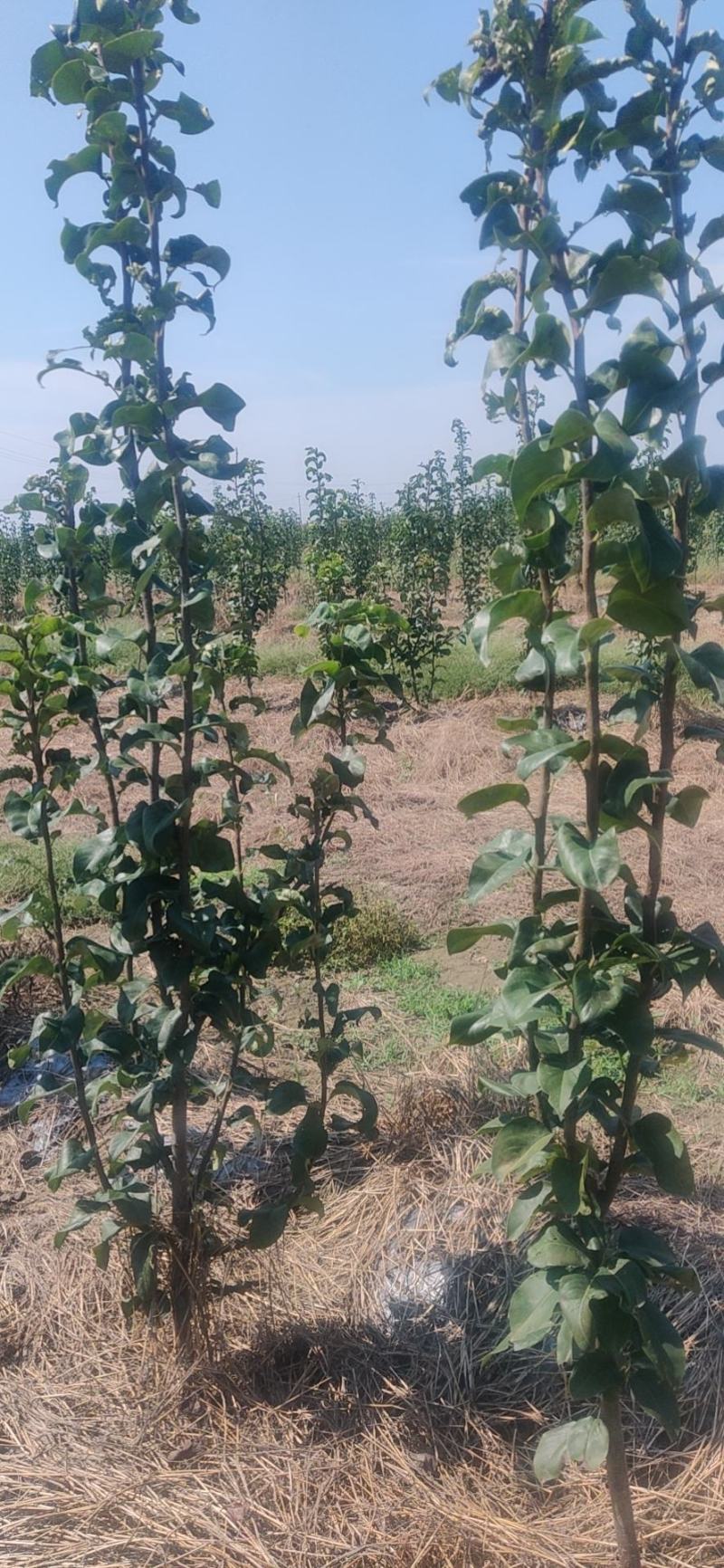 秋月梨树大量供应3~5~8公分质优价廉保证品种