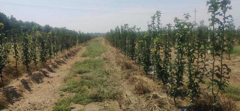 秋月梨树大量供应3~5~8公分质优价廉保证品种