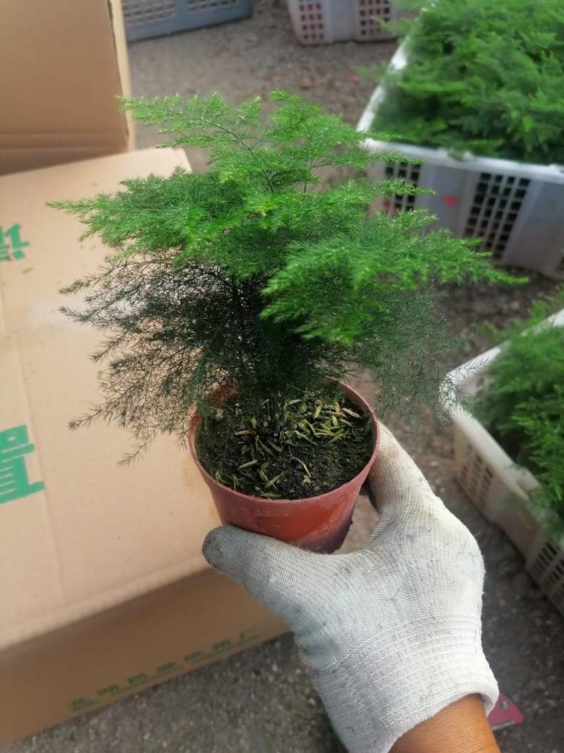 文竹盆栽
