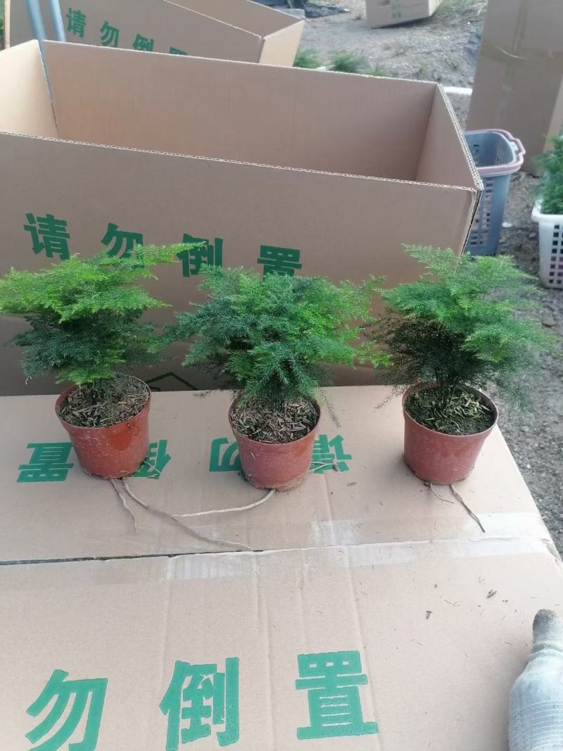 文竹盆栽
