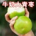 青枣苗大青枣树苗牛奶枣金丝蜜枣大果庭院阳台露台种植南北方