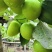 青枣苗大青枣树苗牛奶枣金丝蜜枣大果庭院阳台露台种植南北方