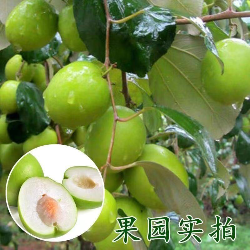 青枣苗大青枣树苗牛奶枣金丝蜜枣大果庭院阳台露台种植南北方
