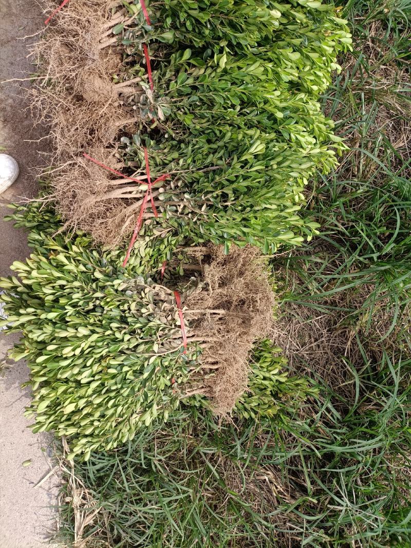小叶豆瓣黄杨（小叶豆瓣黄杨）