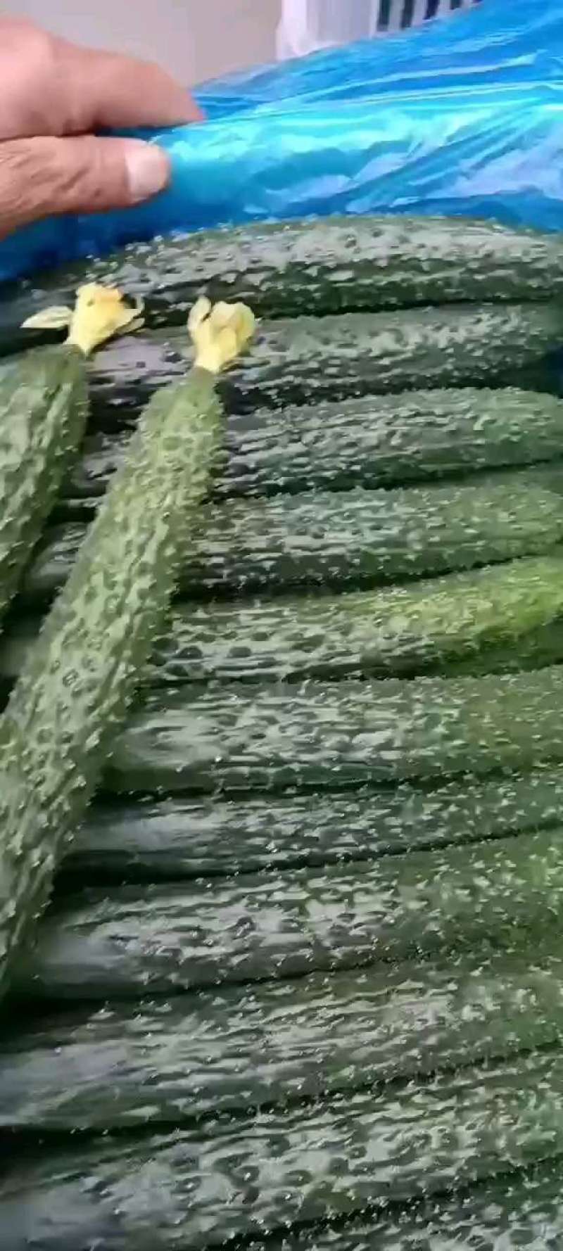 推荐精品密刺黄瓜，产地直发，欢迎各大市场以及电商