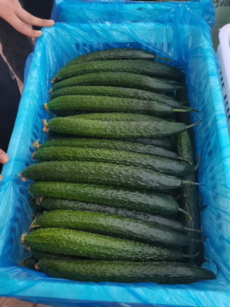 推荐精品密刺黄瓜，产地直发，欢迎各大市场以及电商