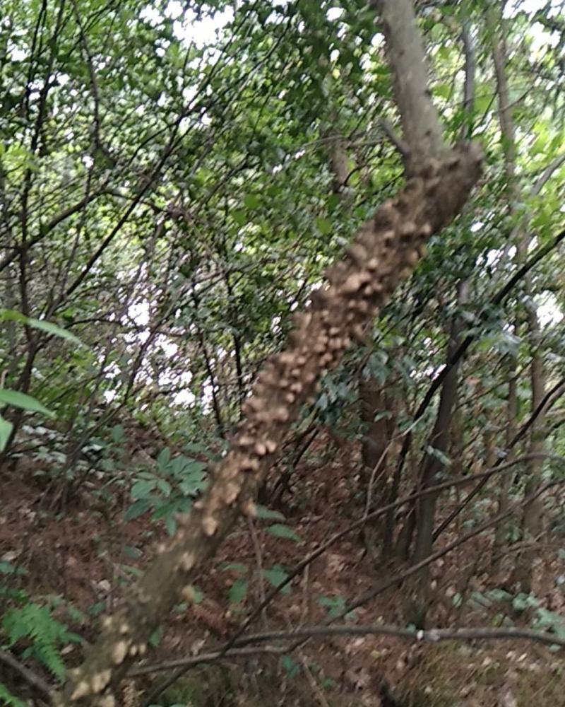 野生干货五倍子