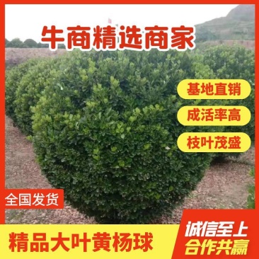 精品大叶黄杨球自产自销大量供应欢迎实地考察