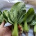 高品质！K0537青梗菜种子耐寒青菜种子抗病耐低温
