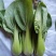 高品质！K0537青梗菜种子耐寒青菜种子抗病耐低温