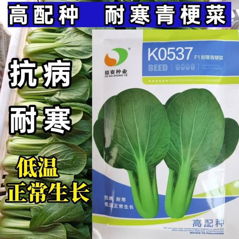 高品质！K0537青梗菜种子耐寒青菜种子抗病耐低温