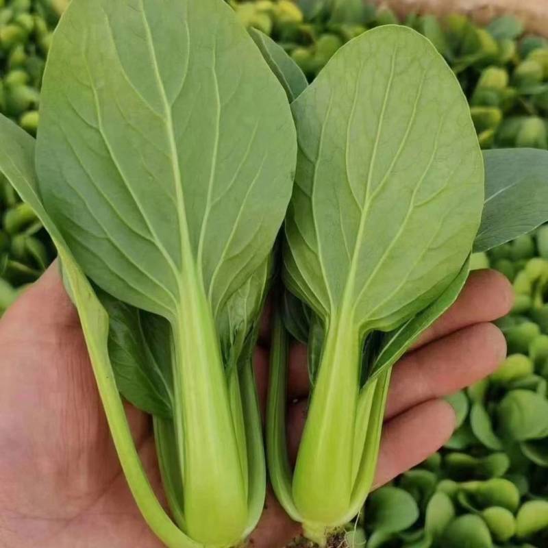高品质！K0537青梗菜种子耐寒青菜种子抗病耐低温