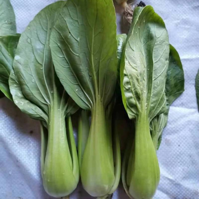 高品质！K0537青梗菜种子耐寒青菜种子抗病耐低温