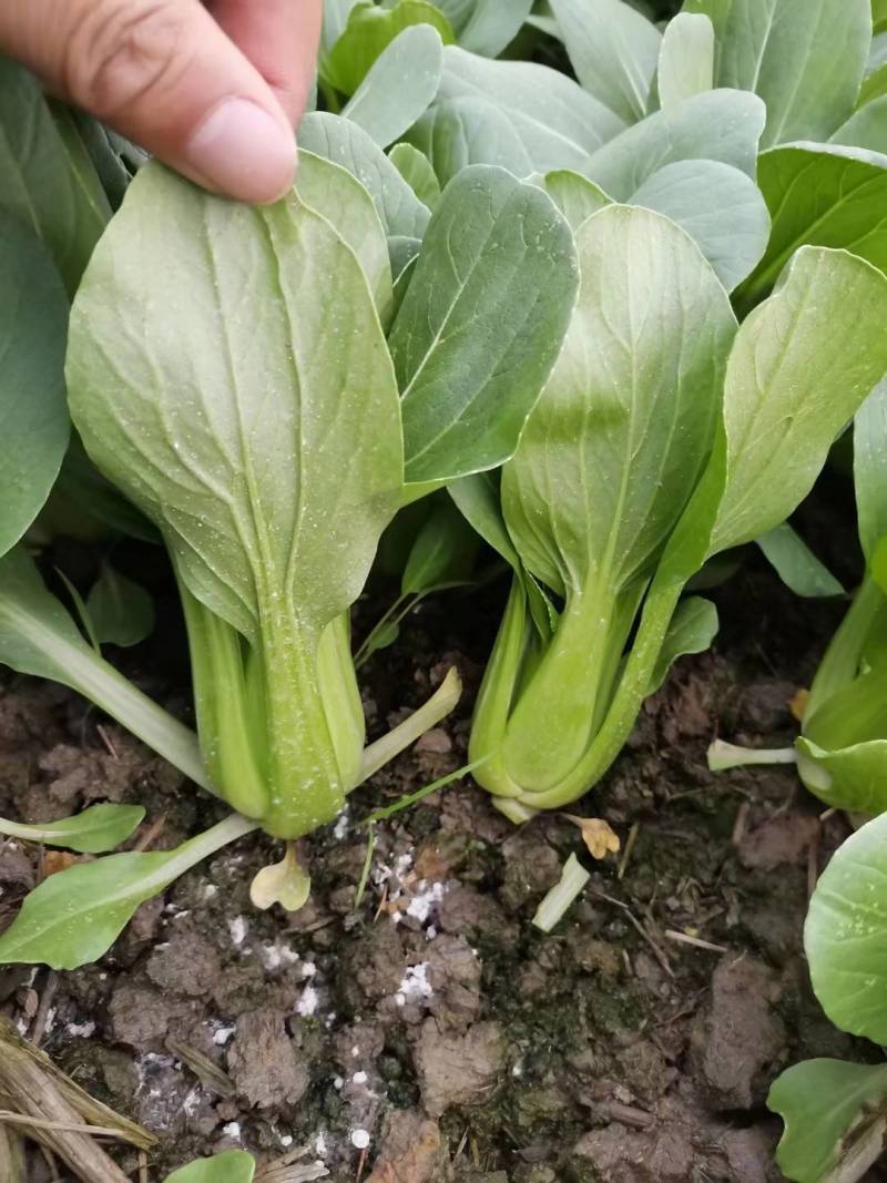 高品质！K0537青梗菜种子耐寒青菜种子抗病耐低温