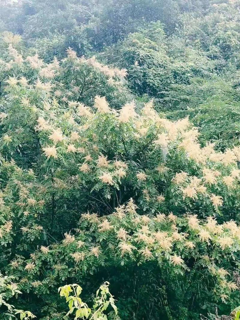 正宗贵州蜂蜜