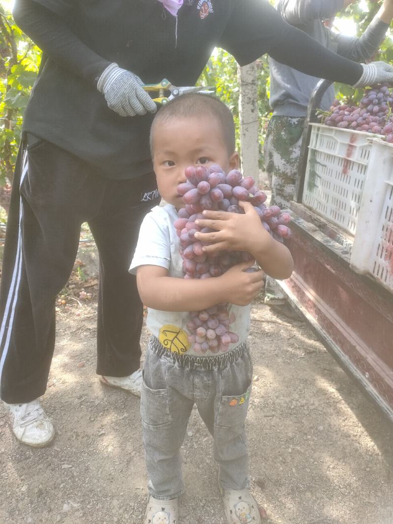 科瑞生葡萄