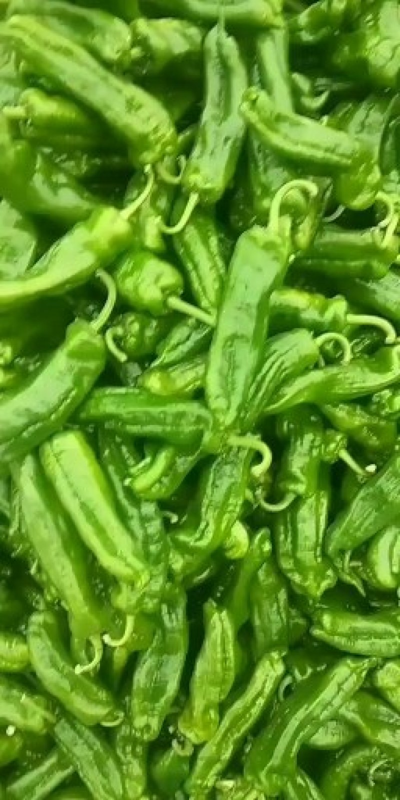 【301辣椒】河南夏邑，大棚精品鲜辣椒量大从优诚信经营。