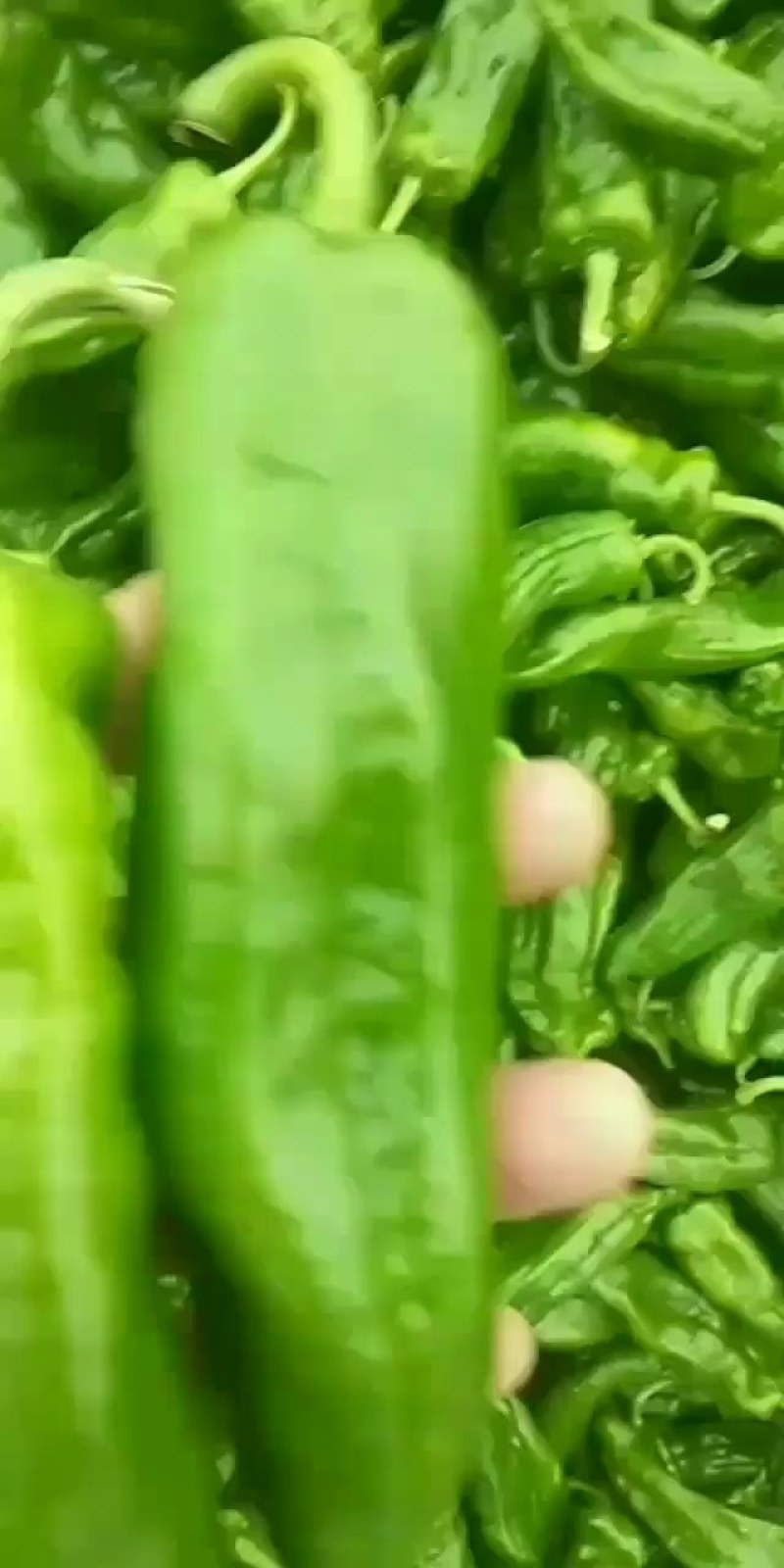 【301辣椒】河南夏邑，大棚精品鲜辣椒量大从优诚信经营。