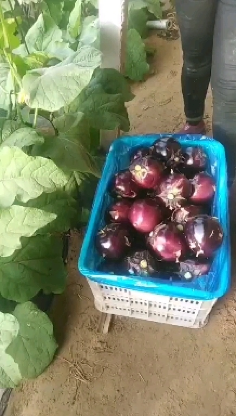 精品子光圆茄，大量供应天天有货，诚信瓜果蔬菜供应链欢迎你