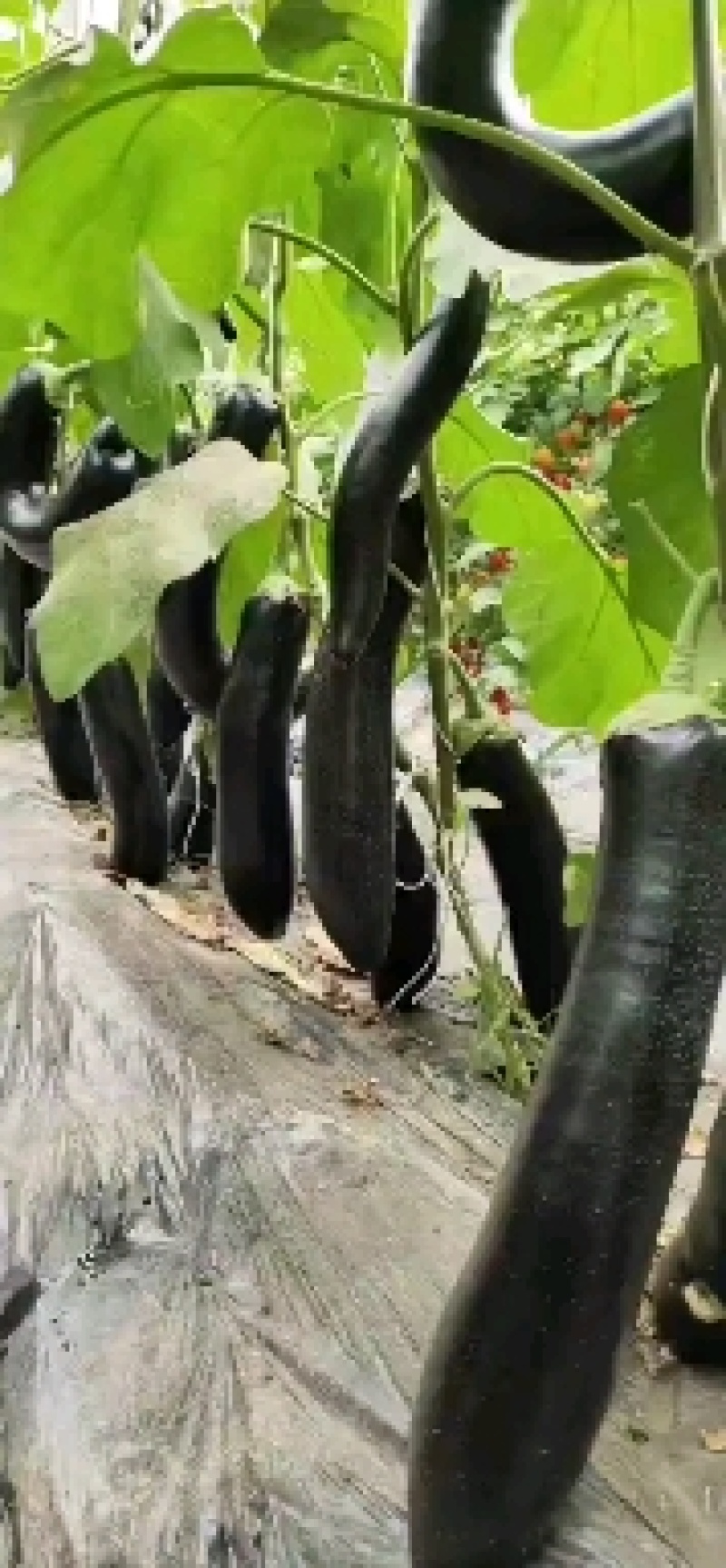 精品子光圆茄，大量供应天天有货，诚信瓜果蔬菜供应链欢迎你