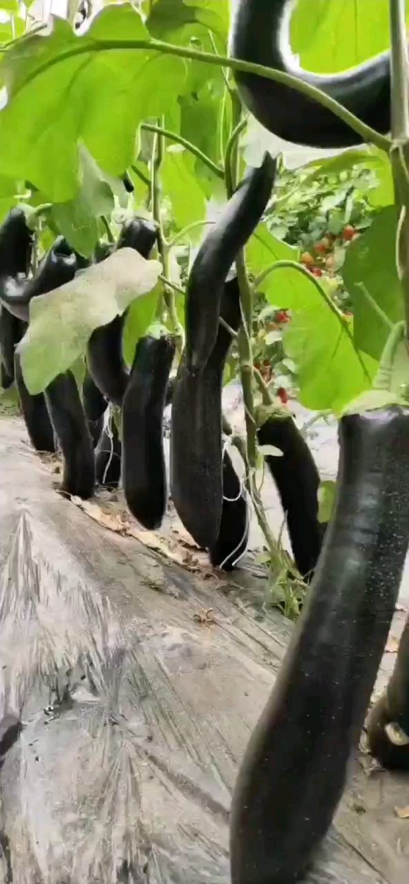 精品子光圆茄，大量供应天天有货，诚信瓜果蔬菜供应链欢迎你