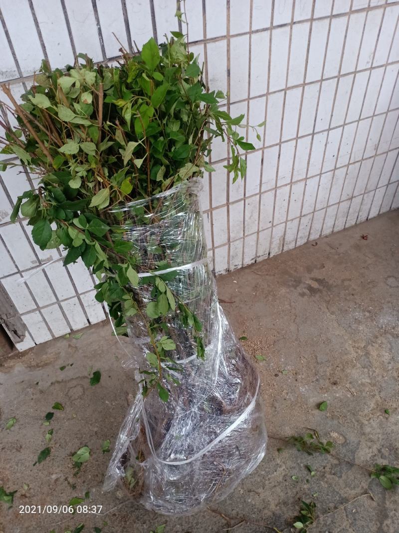 河南三门峡卢氏高产大果连翘苗，自产自销。品质保证