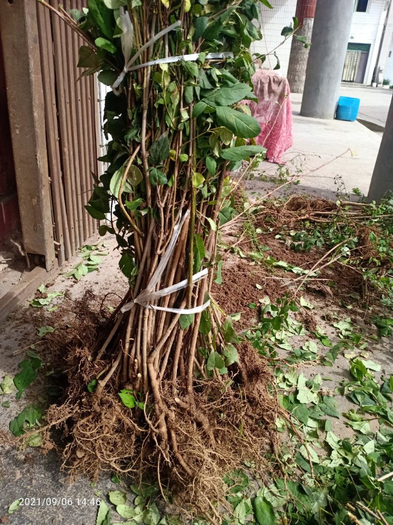 河南三门峡卢氏高产大果连翘苗，自产自销。品质保证