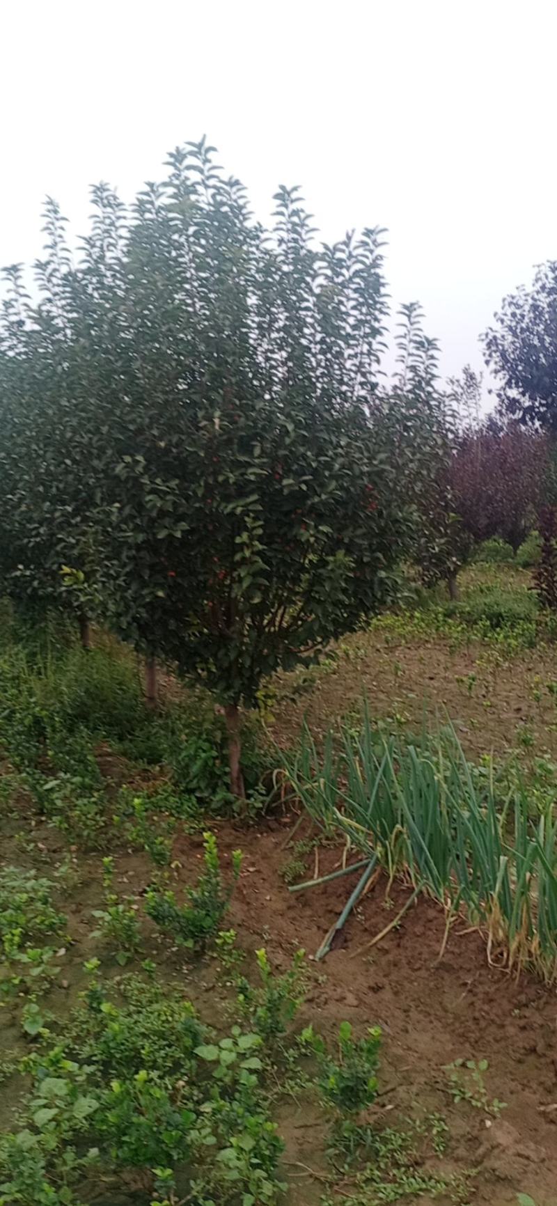 炫丽海棠，紫叶绸李，太阳李，苗圃货源有需的联系，请说是在