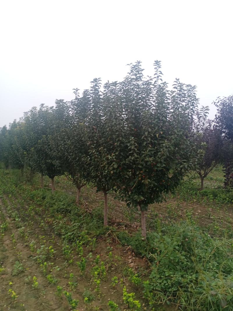 炫丽海棠，紫叶绸李，太阳李，苗圃货源有需的联系，请说是在