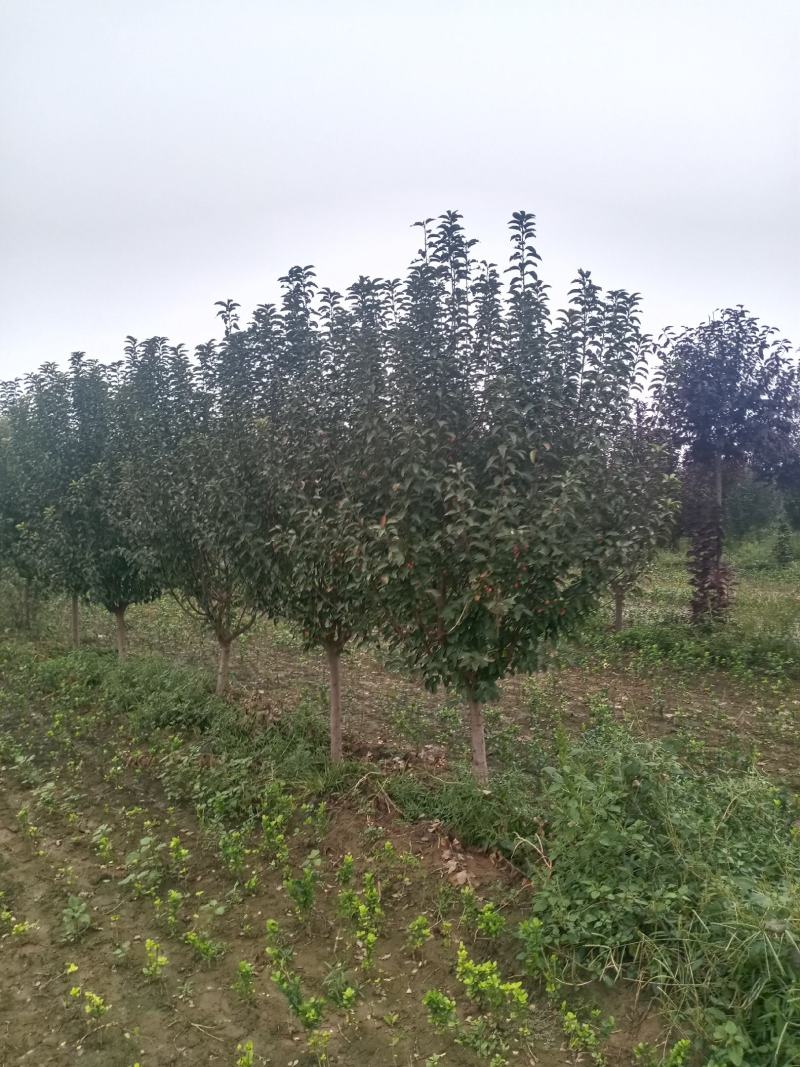 炫丽海棠，紫叶绸李，太阳李，苗圃货源有需的联系，请说是在