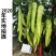 高品质!大果型黄皮尖椒种子辣椒种子黄绿结果多果型长