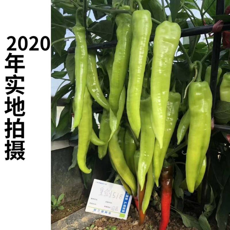 高品质！大果型黄皮尖椒种子辣椒种子黄绿结果多果型长