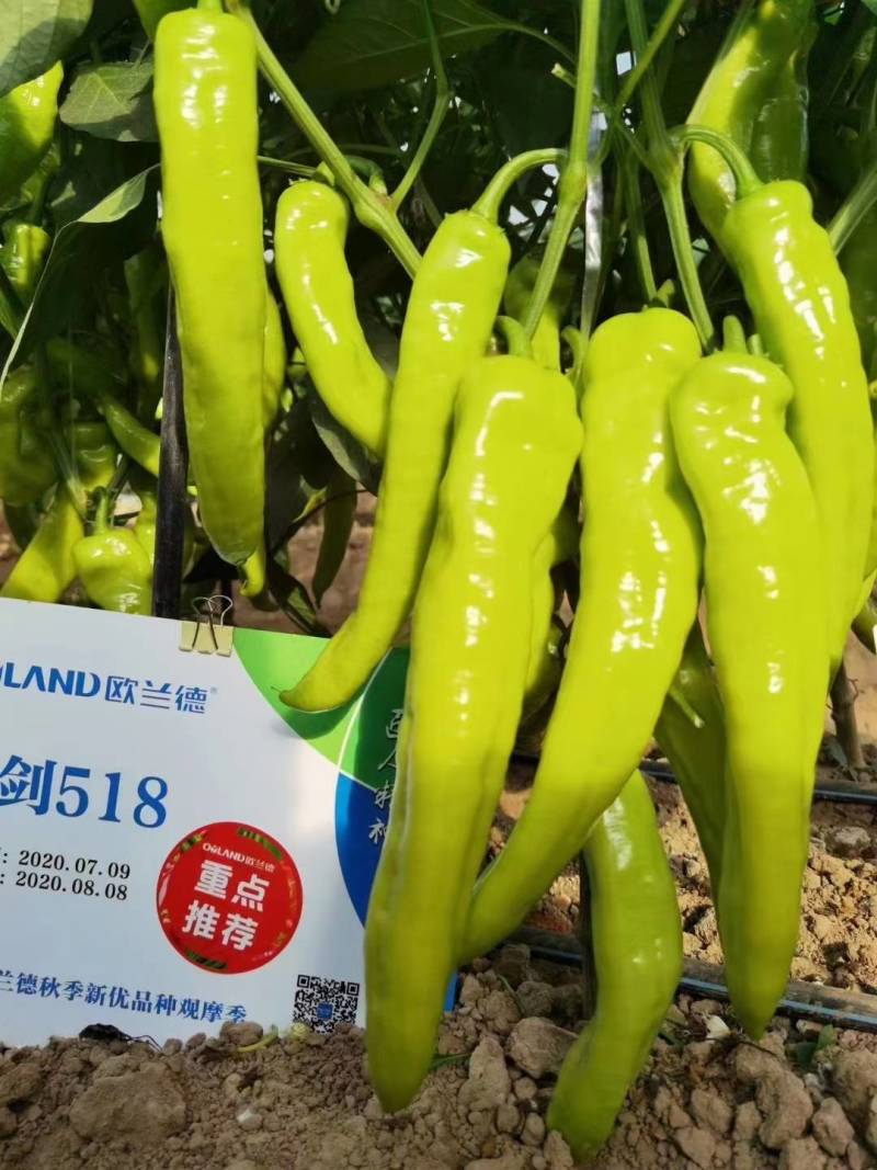 高品质！大果型黄皮尖椒种子辣椒种子黄绿结果多果型长