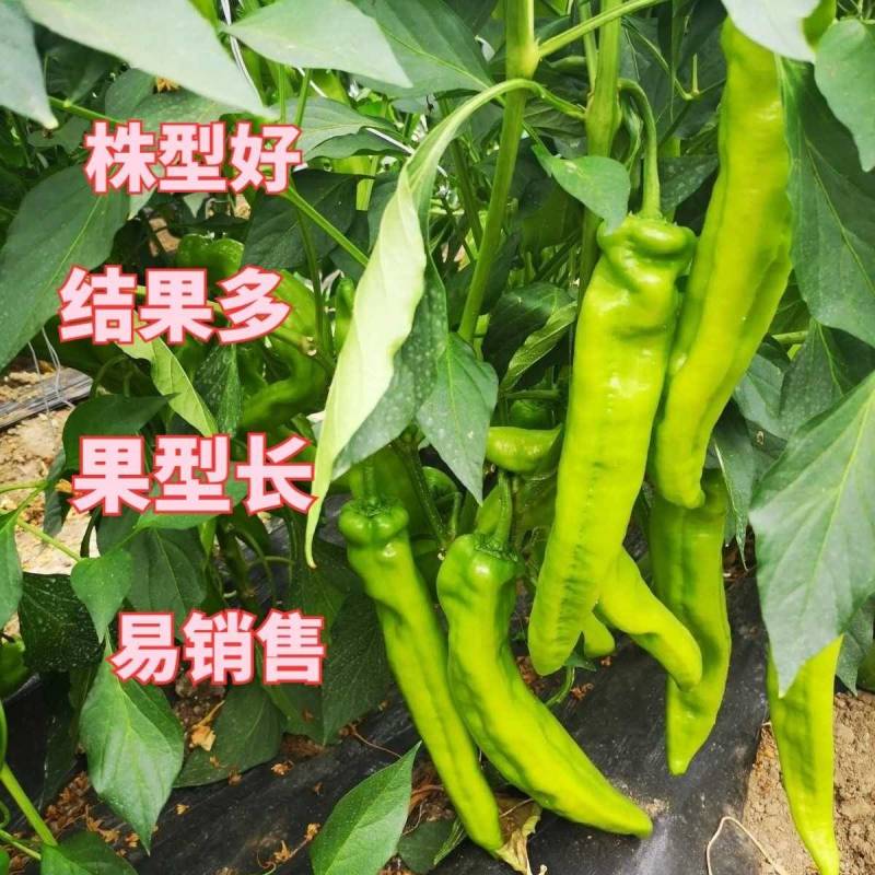 高品质！大果型黄皮尖椒种子辣椒种子黄绿结果多果型长