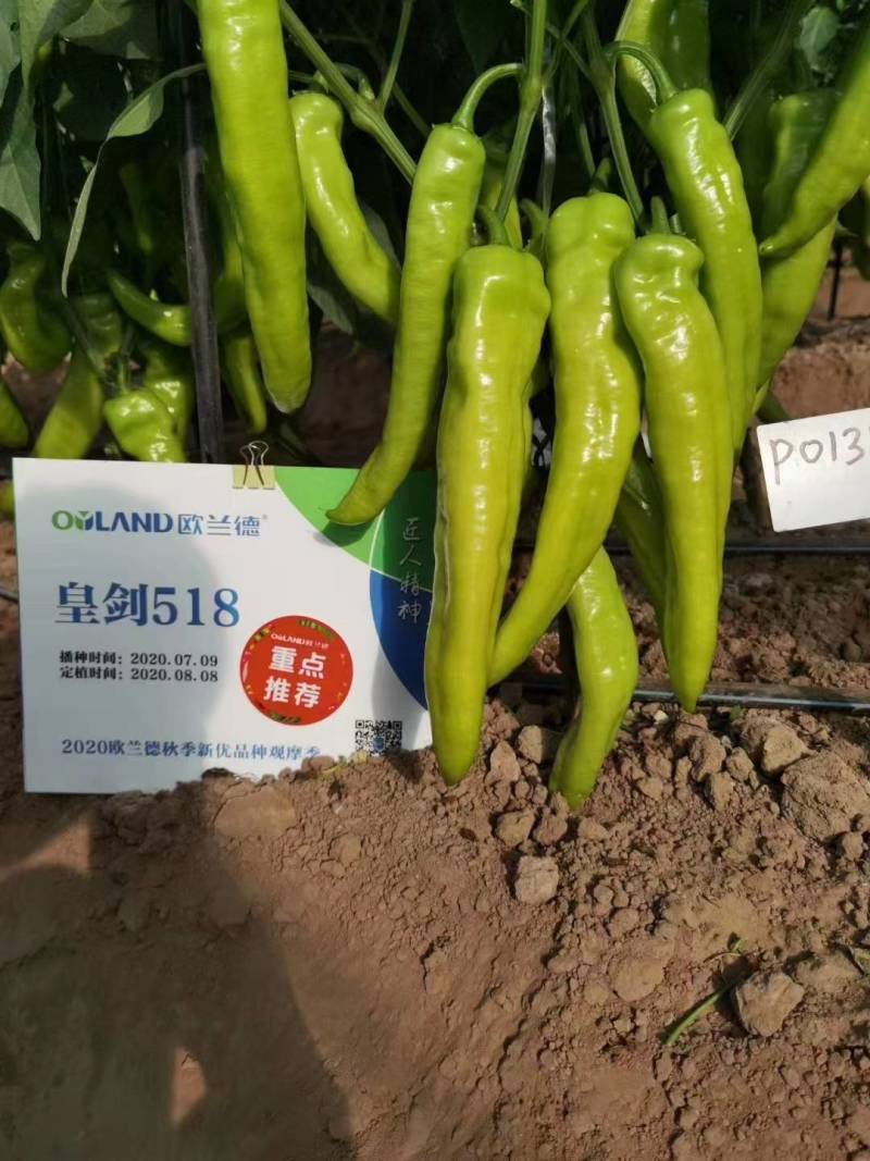 高品质！大果型黄皮尖椒种子辣椒种子黄绿结果多果型长
