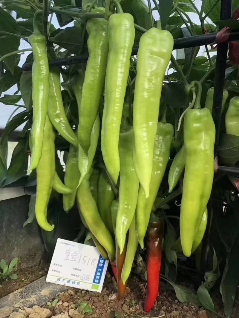 高品质！大果型黄皮尖椒种子辣椒种子黄绿结果多果型长