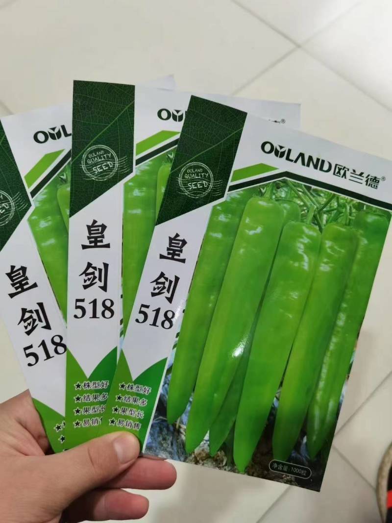高品质！大果型黄皮尖椒种子辣椒种子黄绿结果多果型长