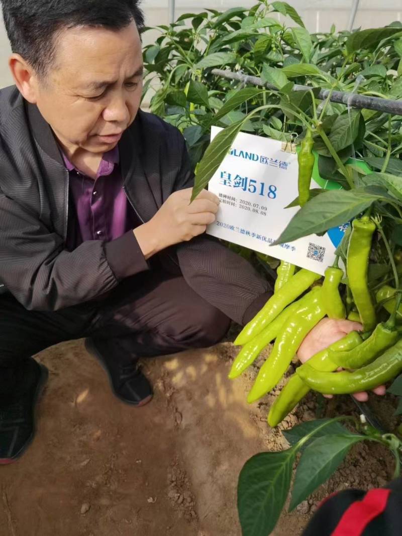 高品质！大果型黄皮尖椒种子辣椒种子黄绿结果多果型长