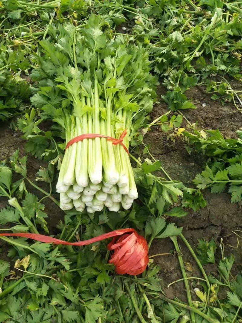 精品芹菜