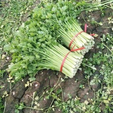 精品芹菜