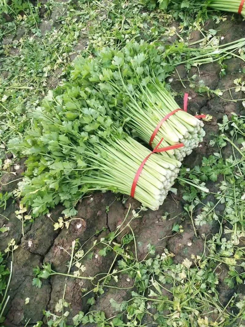 精品芹菜
