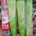 高品质!大货猛椒108辣椒种子尖椒种子耐热耐湿特抗病