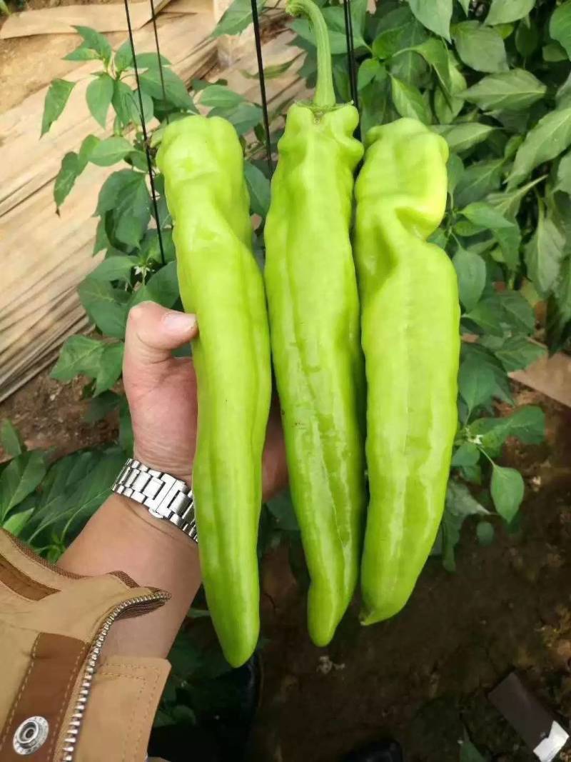 高品质！大货猛椒108辣椒种子尖椒种子耐热耐湿特抗病
