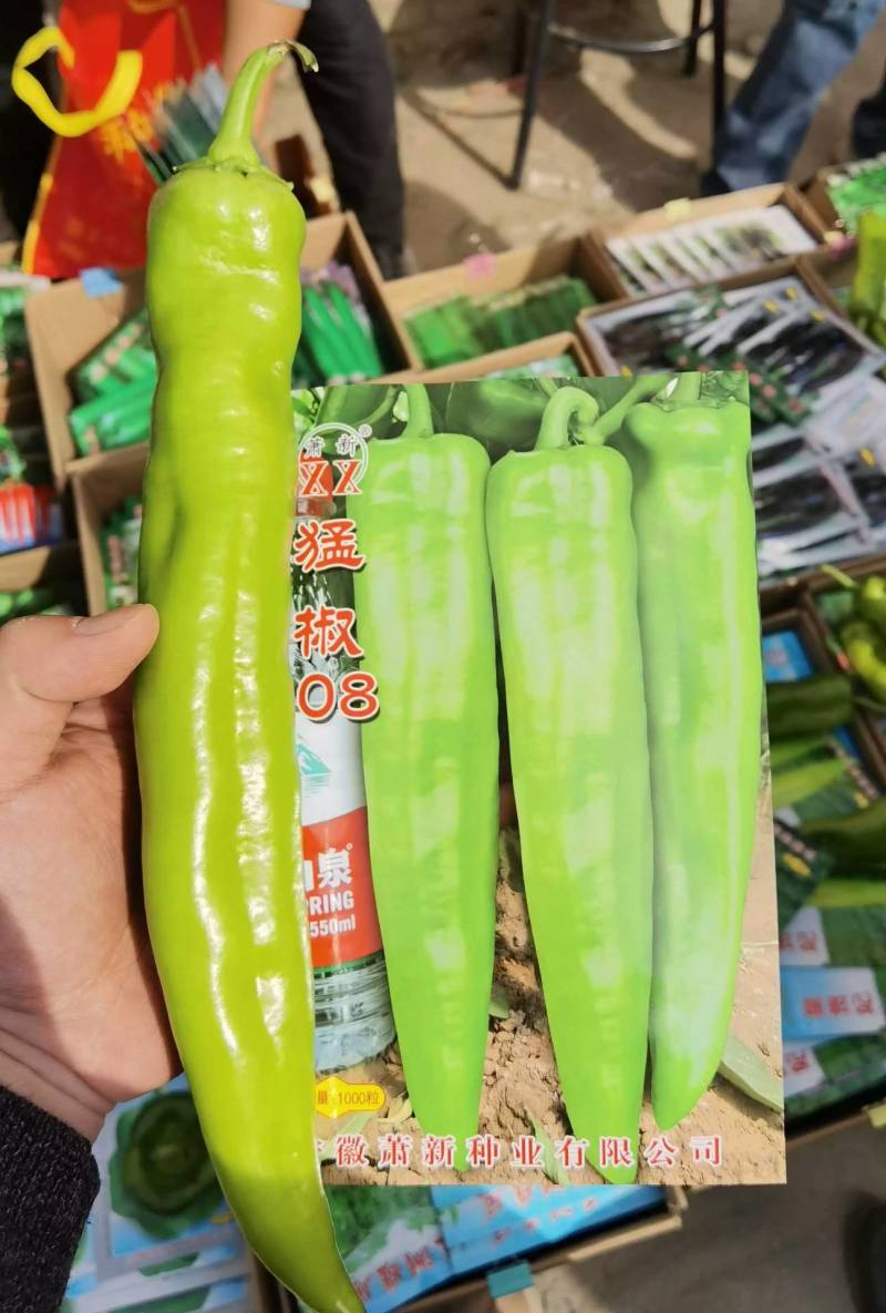 高品质！大货猛椒108辣椒种子尖椒种子耐热耐湿特抗病