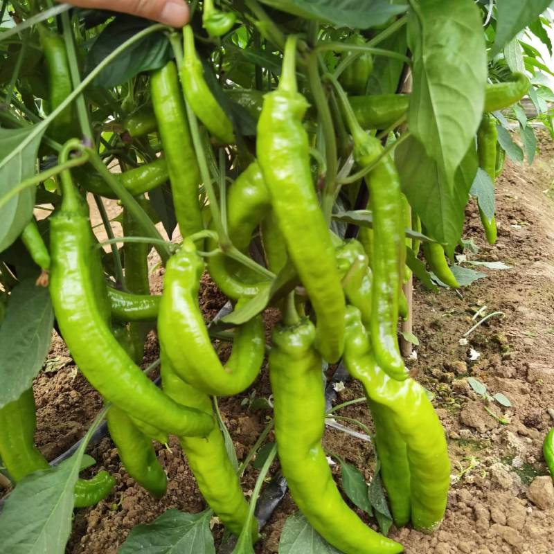 高品质！大货猛椒108辣椒种子尖椒种子耐热耐湿特抗病
