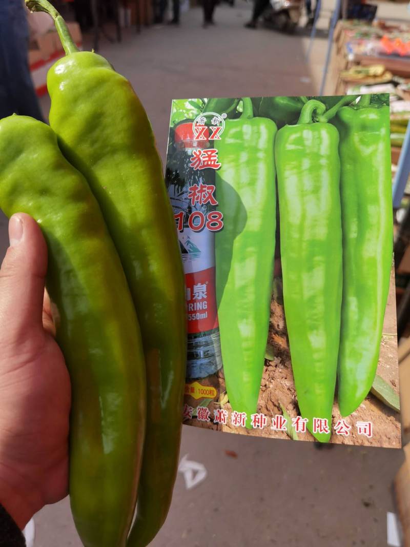 高品质！大货猛椒108辣椒种子尖椒种子耐热耐湿特抗病